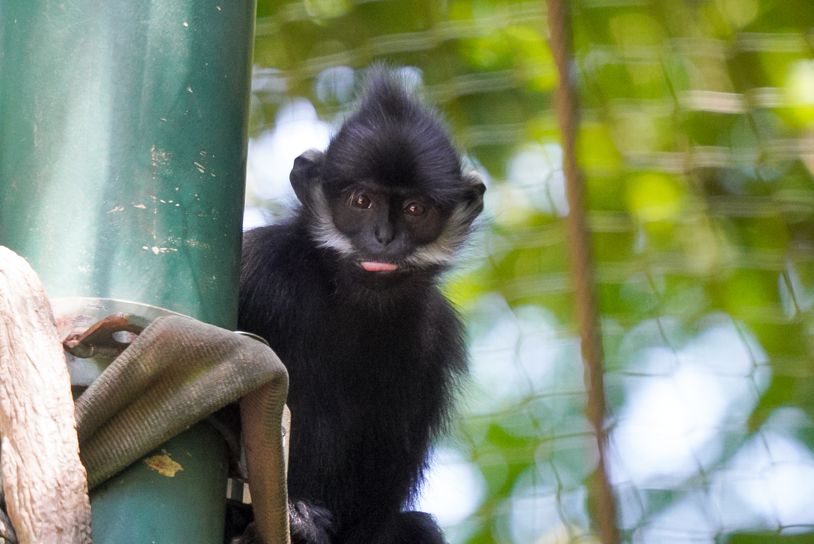 Francois Langur