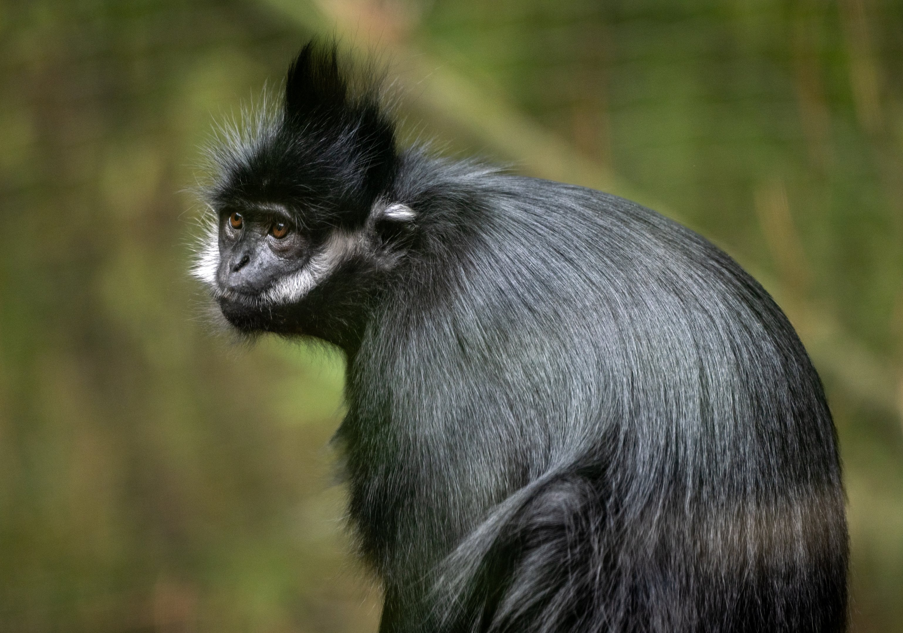 Francois Langur