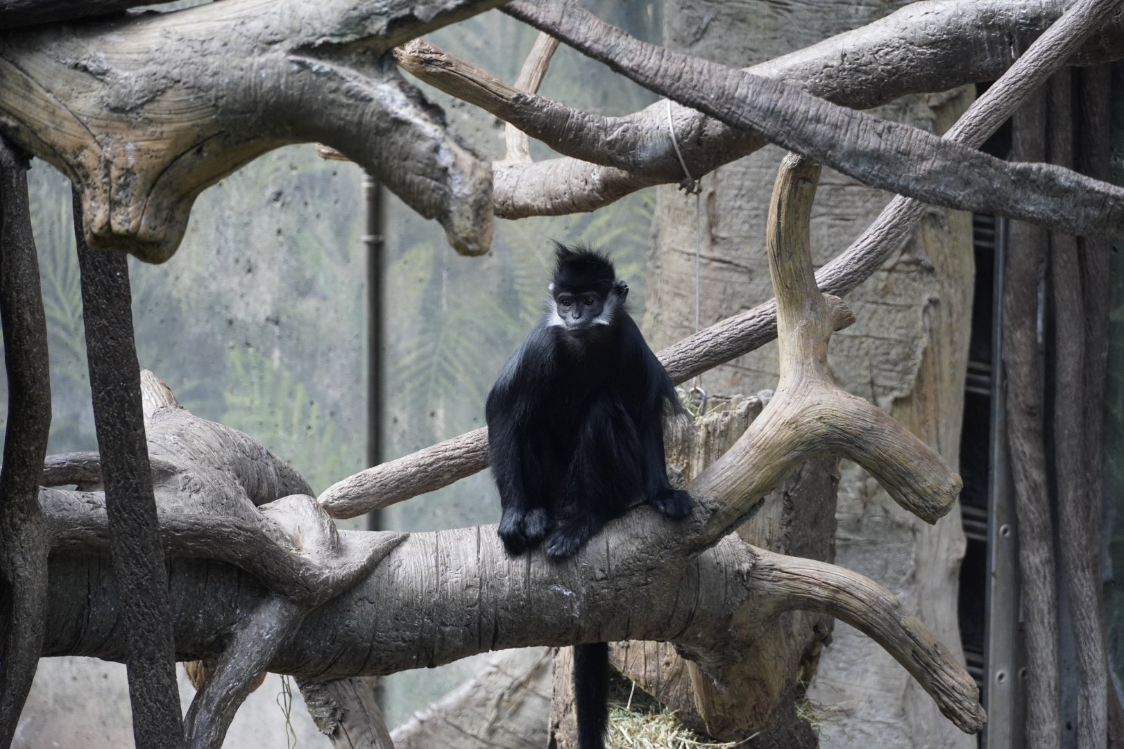 Francois Langur
