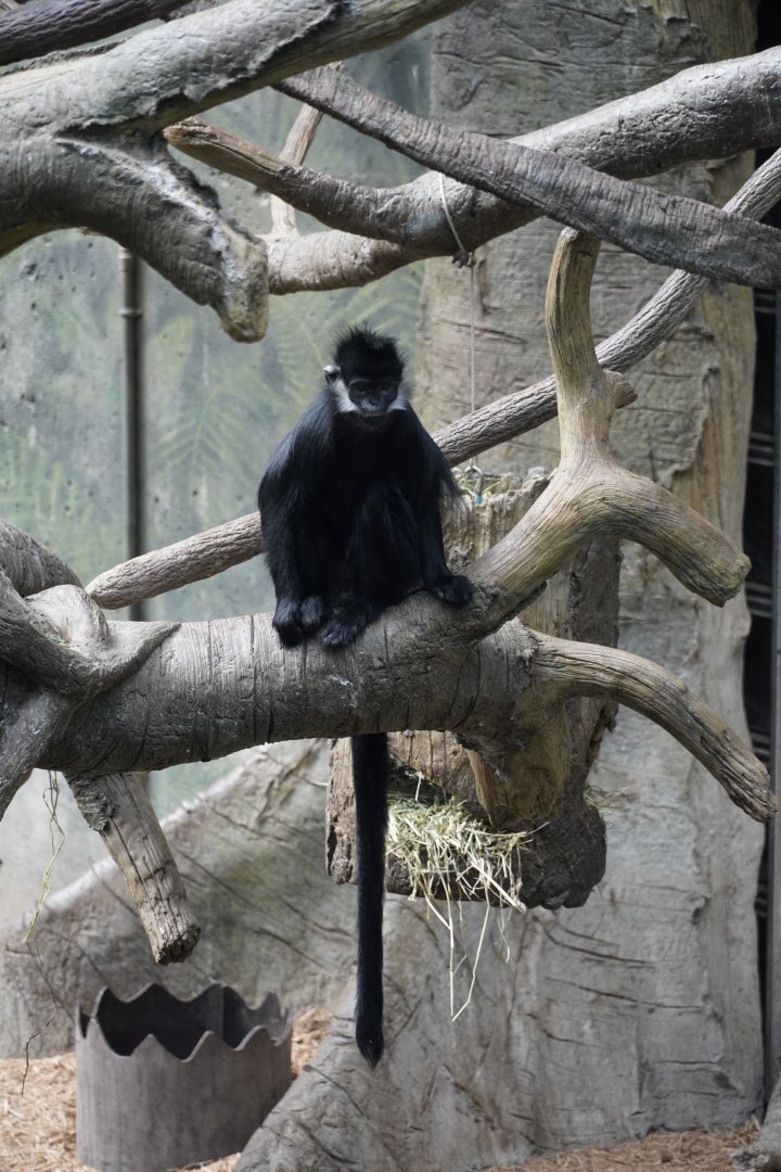 Francois Langur