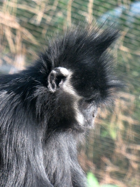 Francois' Langur