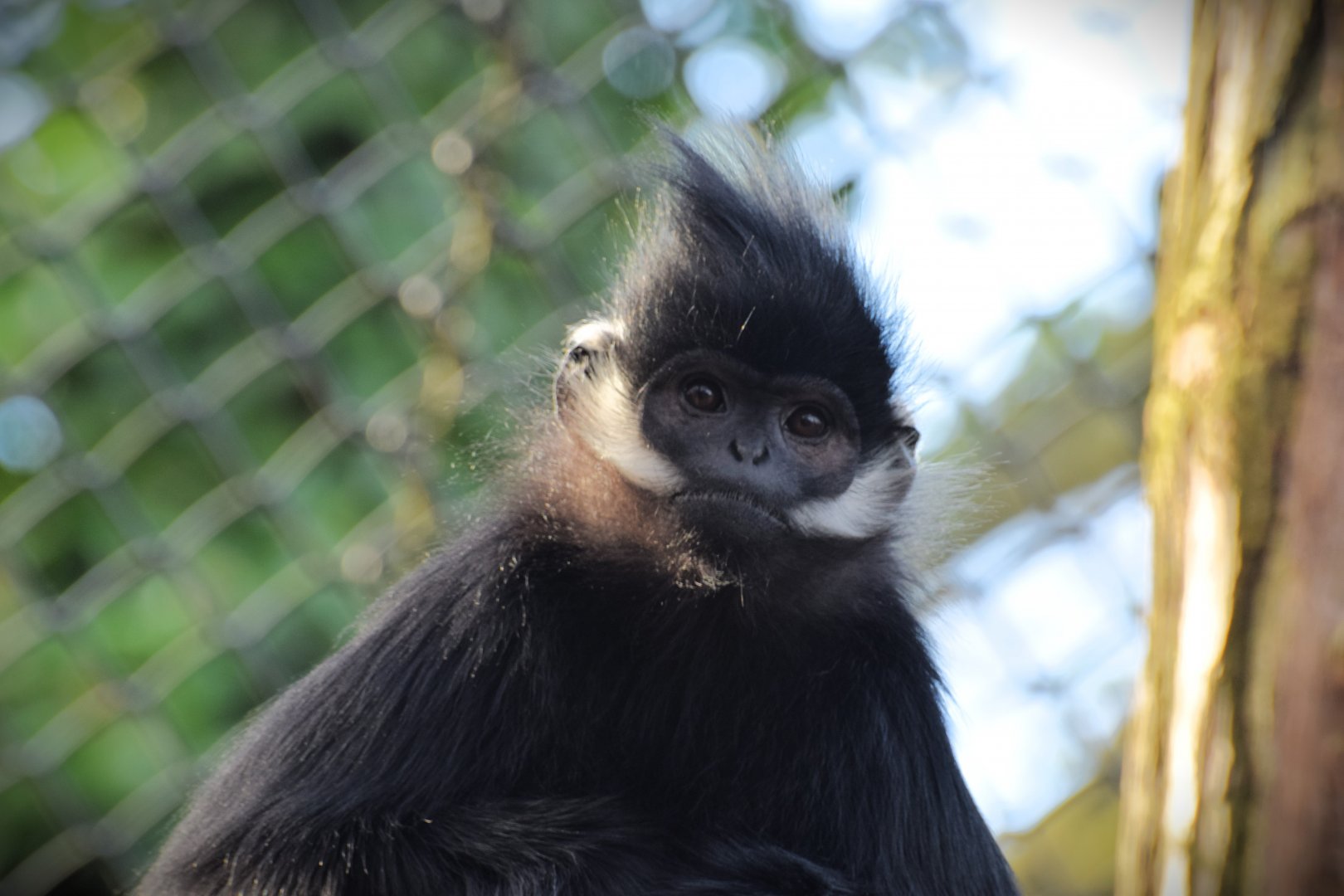 Francois langur