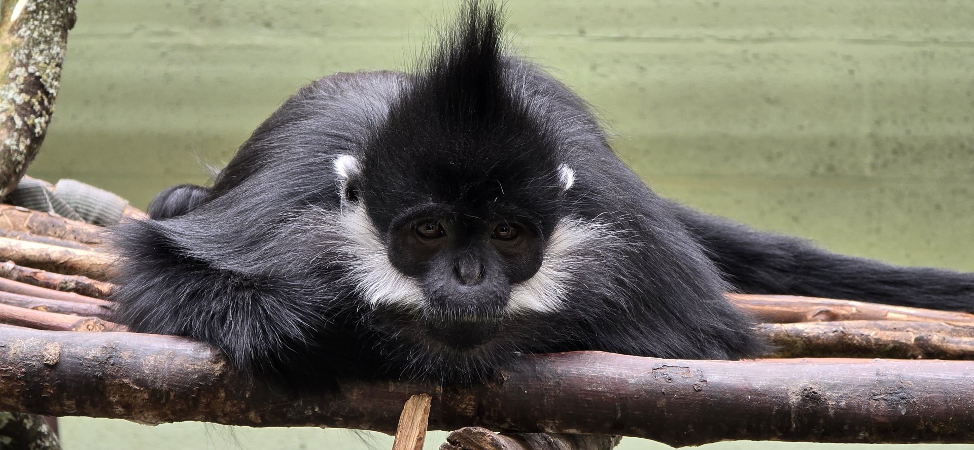 Francois' langur