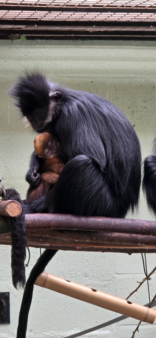 Francois' langur