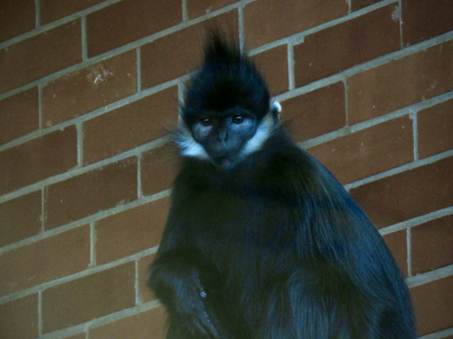 François langur