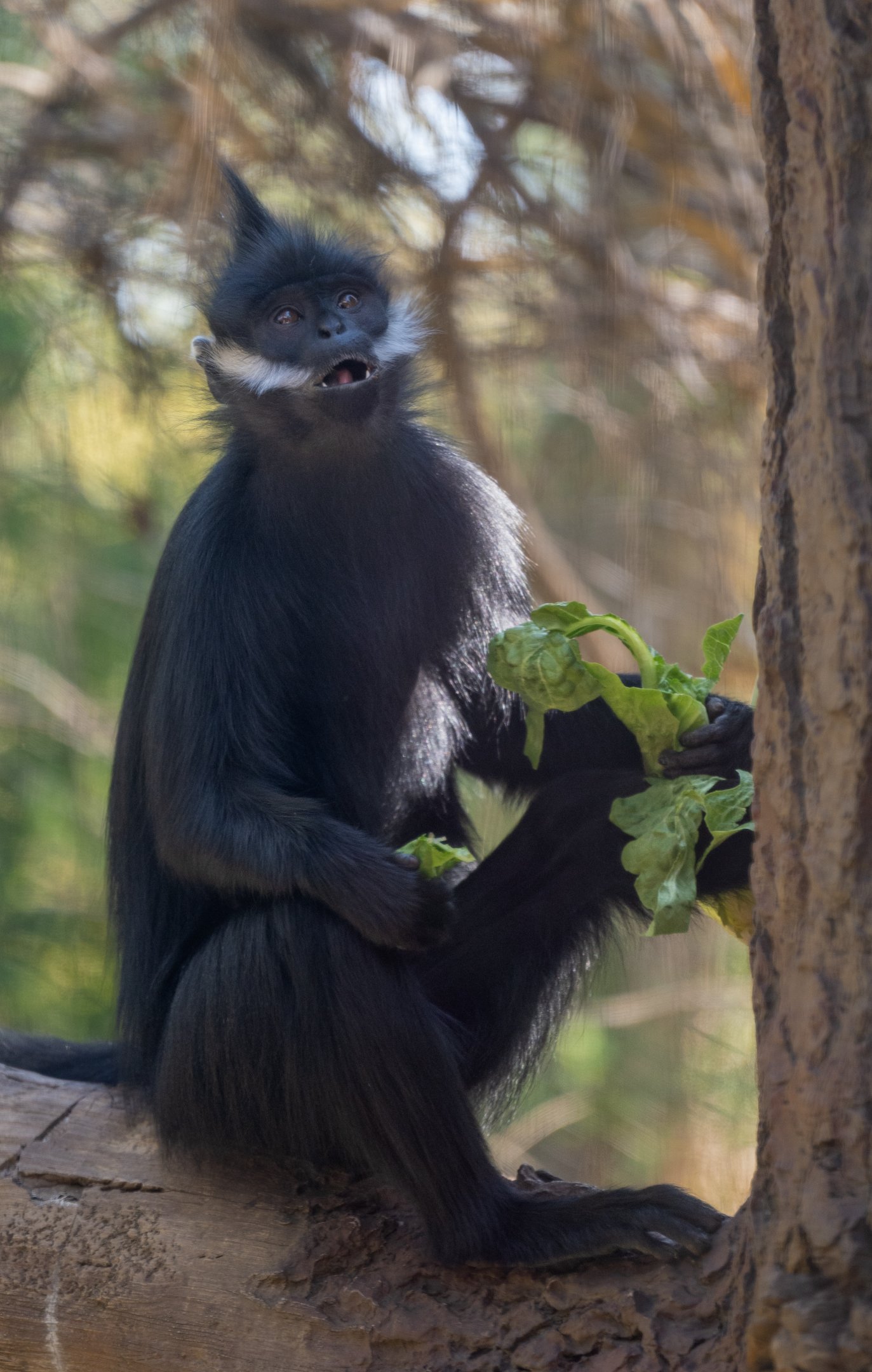 Francois’ Langur