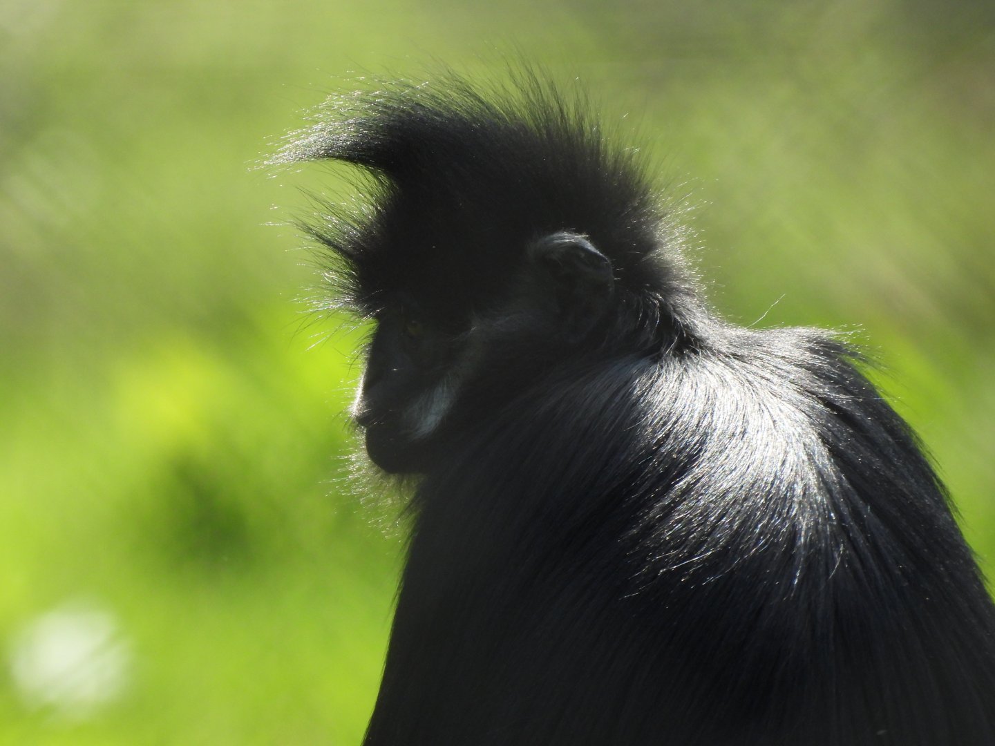 Francois' Langur