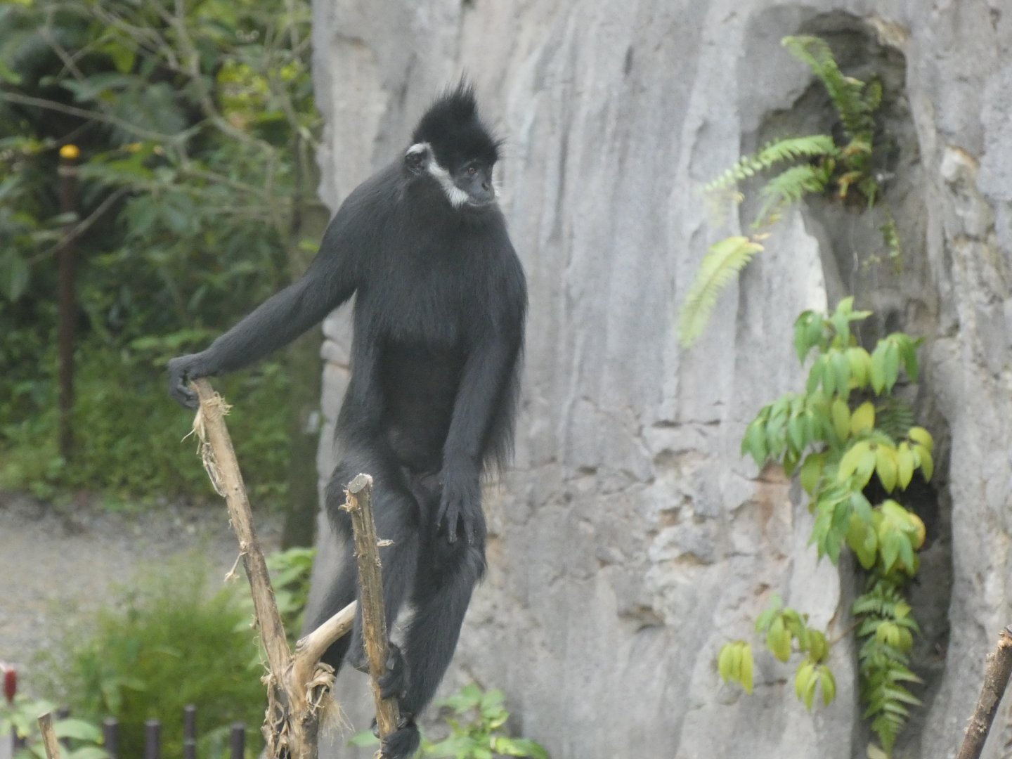 François' langur
