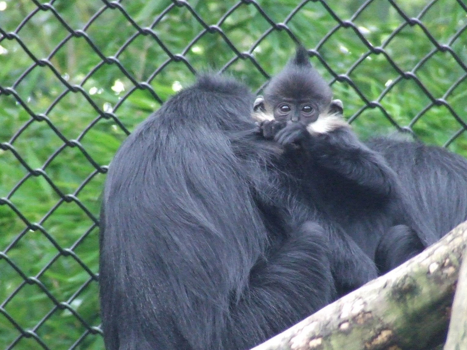 Francois Langur
