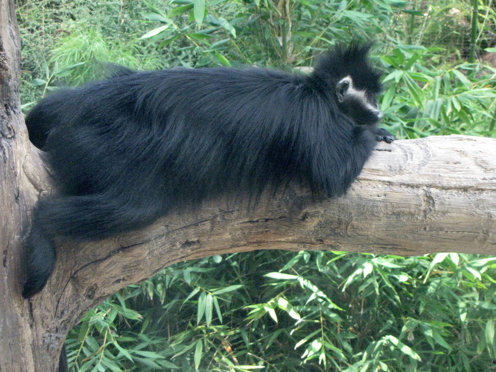 Francois' Langur