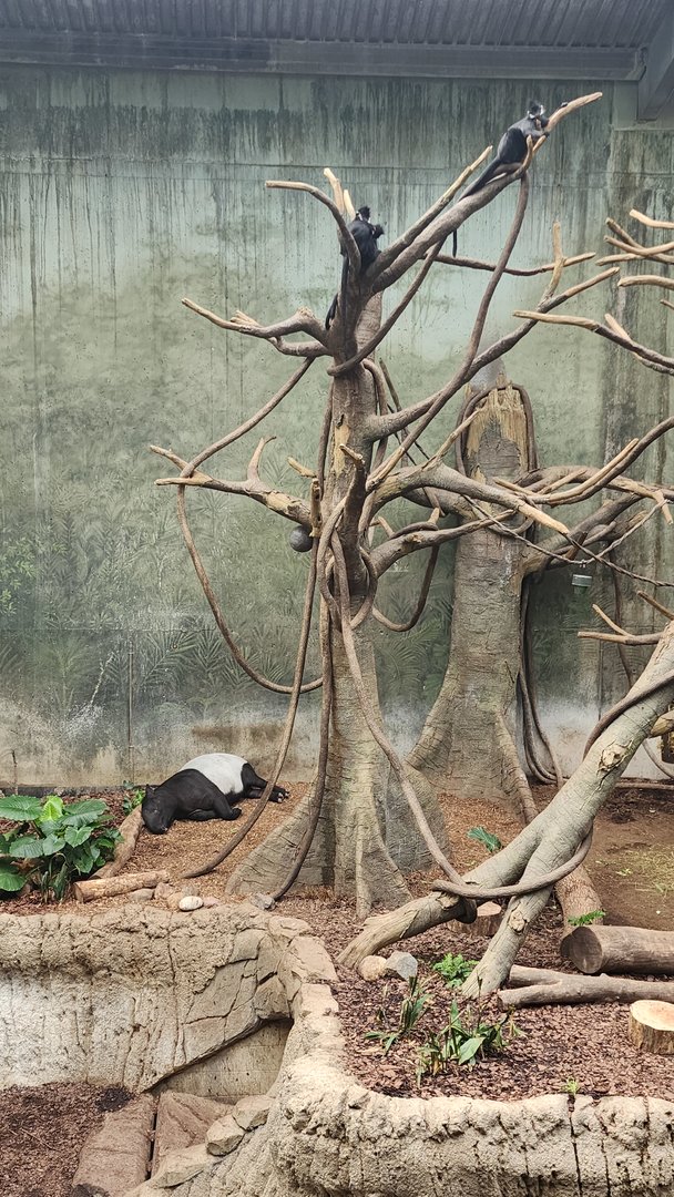 Francois Langurs and Malayan Tapir