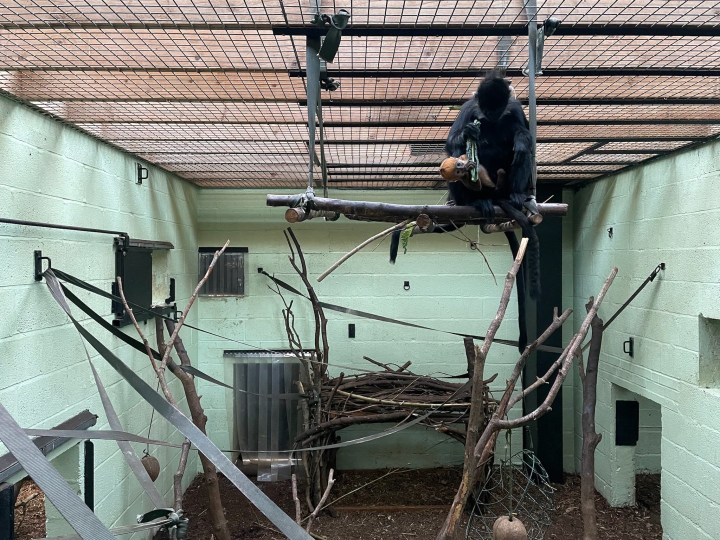 François' Langurs feeding