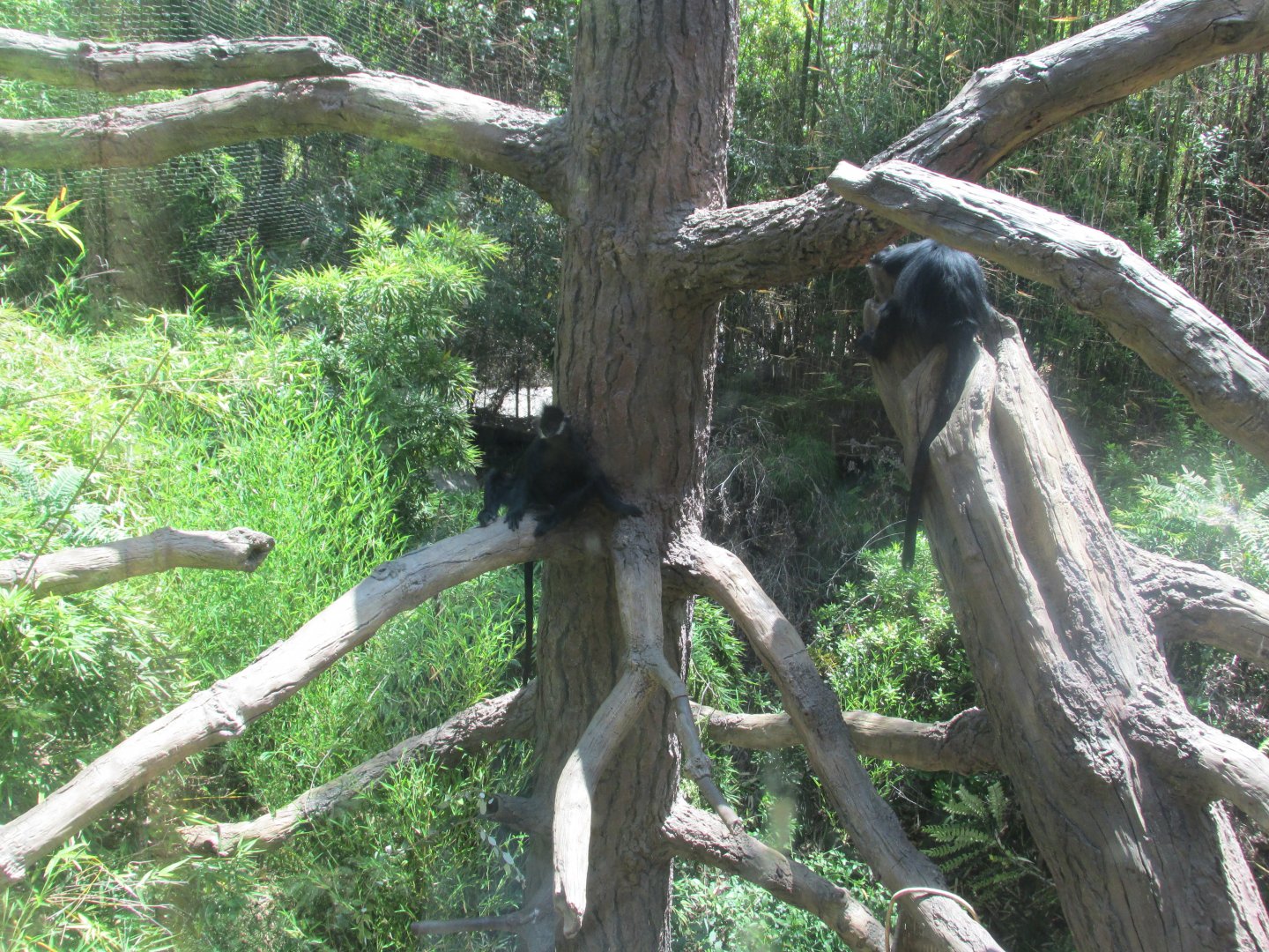 Francois langurs los Angeles zoo 2017