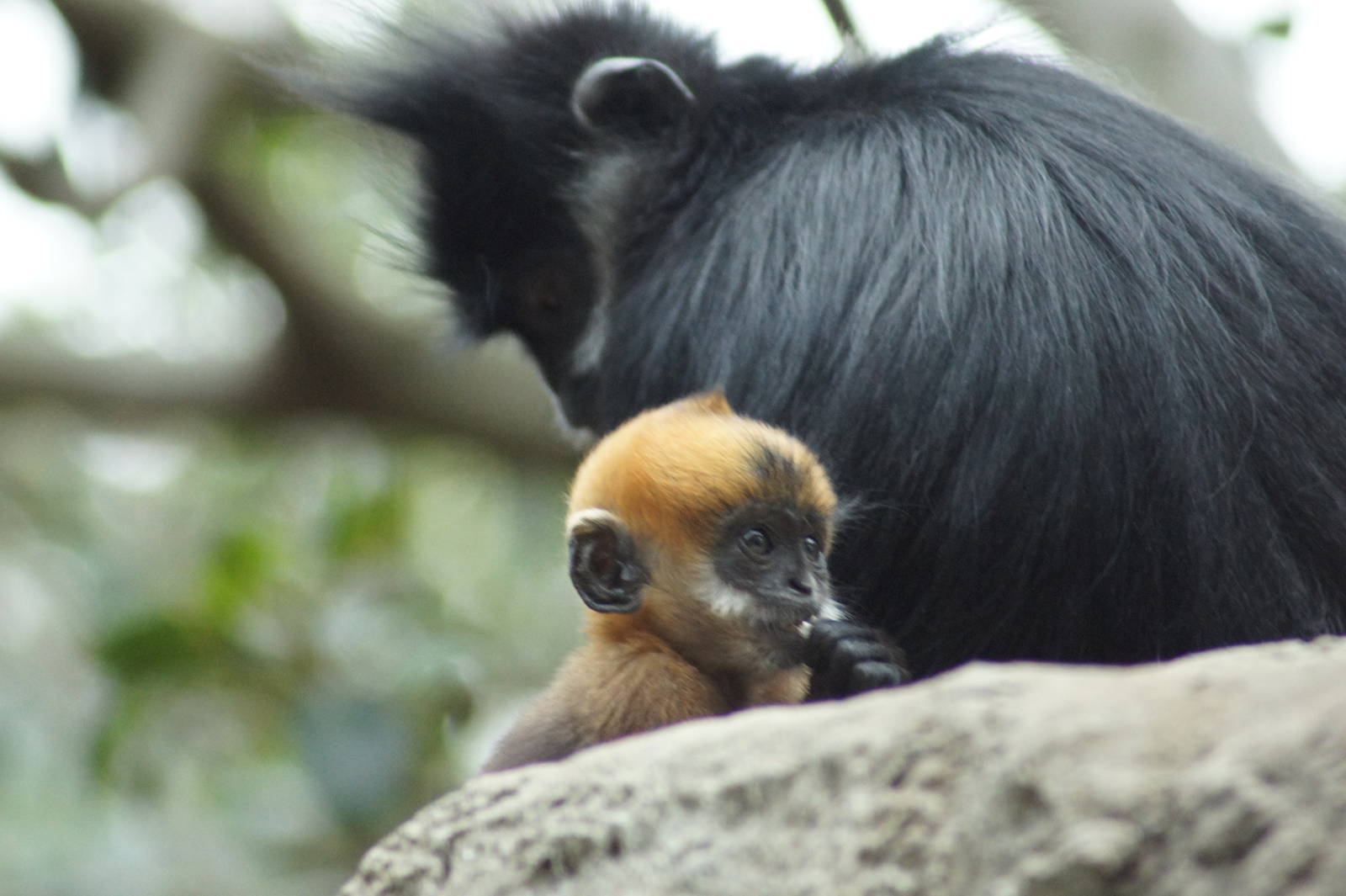 Francois Langurs 'Meili' and 'Tam Dao'