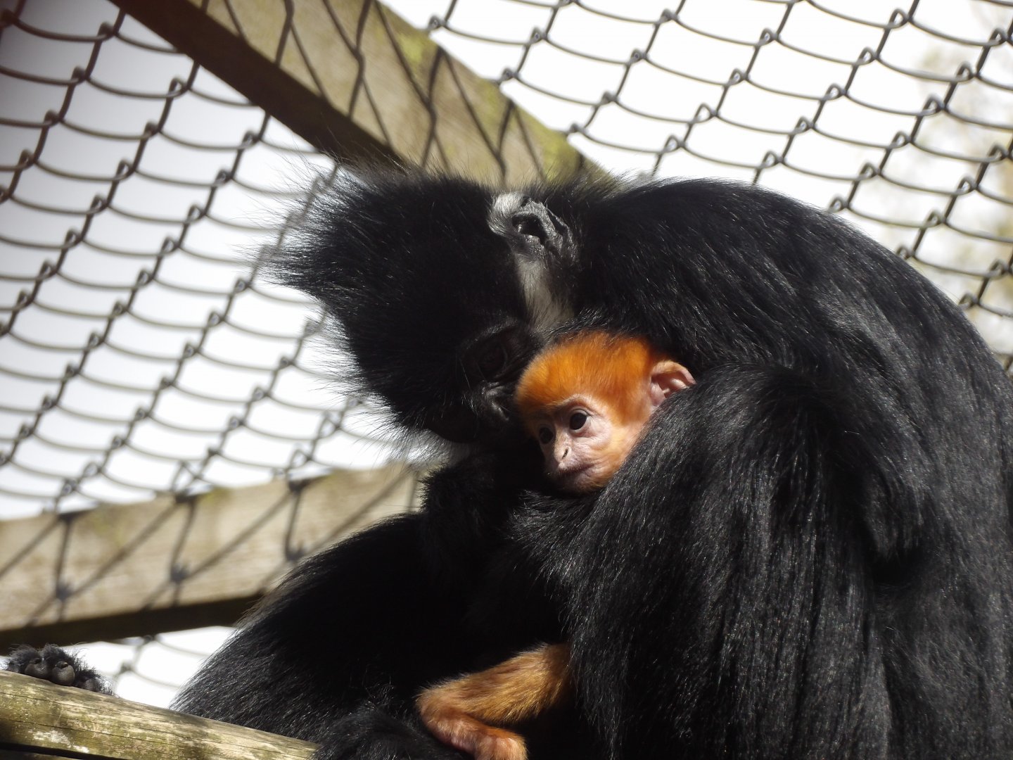 Francois Langurs - Pak Choi and Infant
