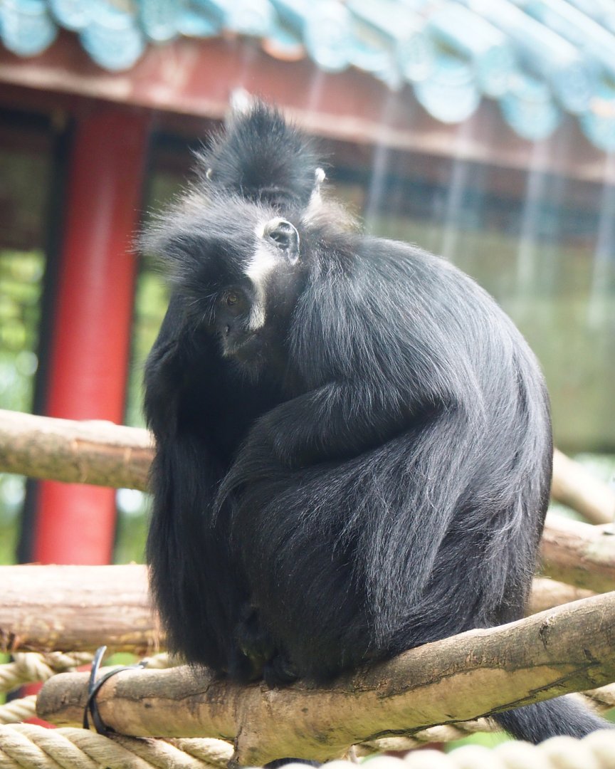 François' langurs (Trachypithecus francoisi), 2019-10-05