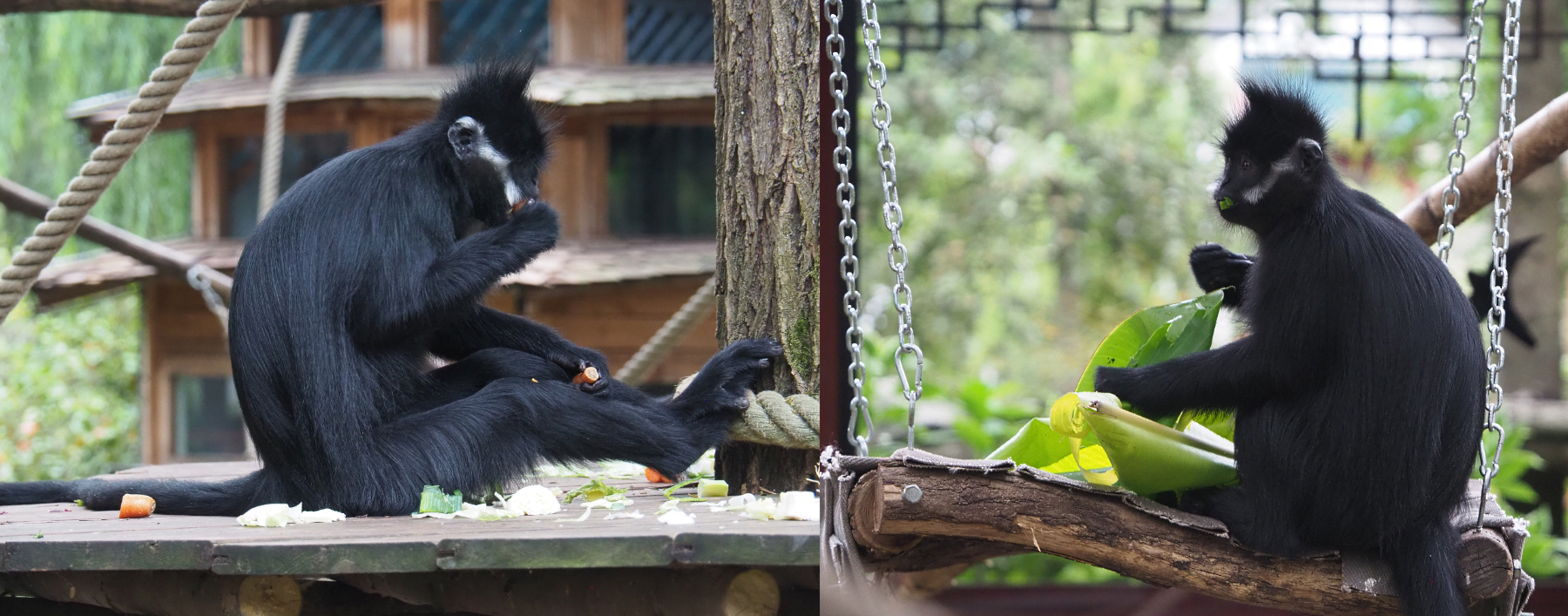 François' langurs (Trachypithecus francoisi), 2020-09-03