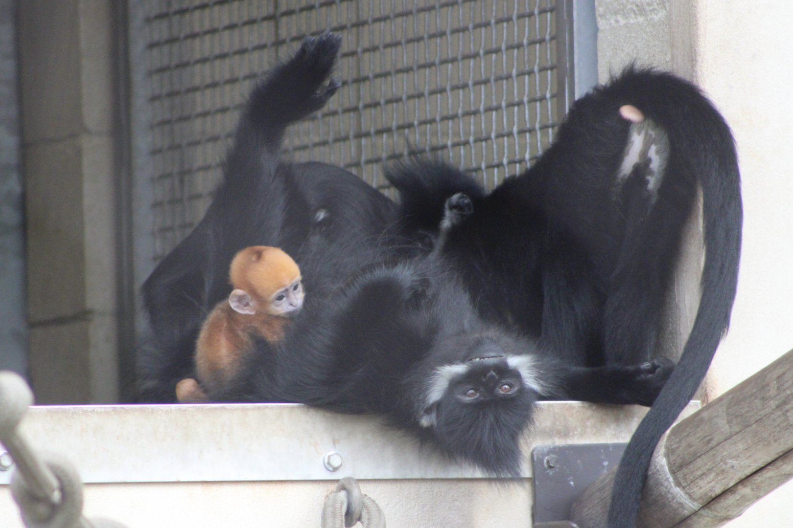 Francois’ Langurs (Trachypithecus francoisi)