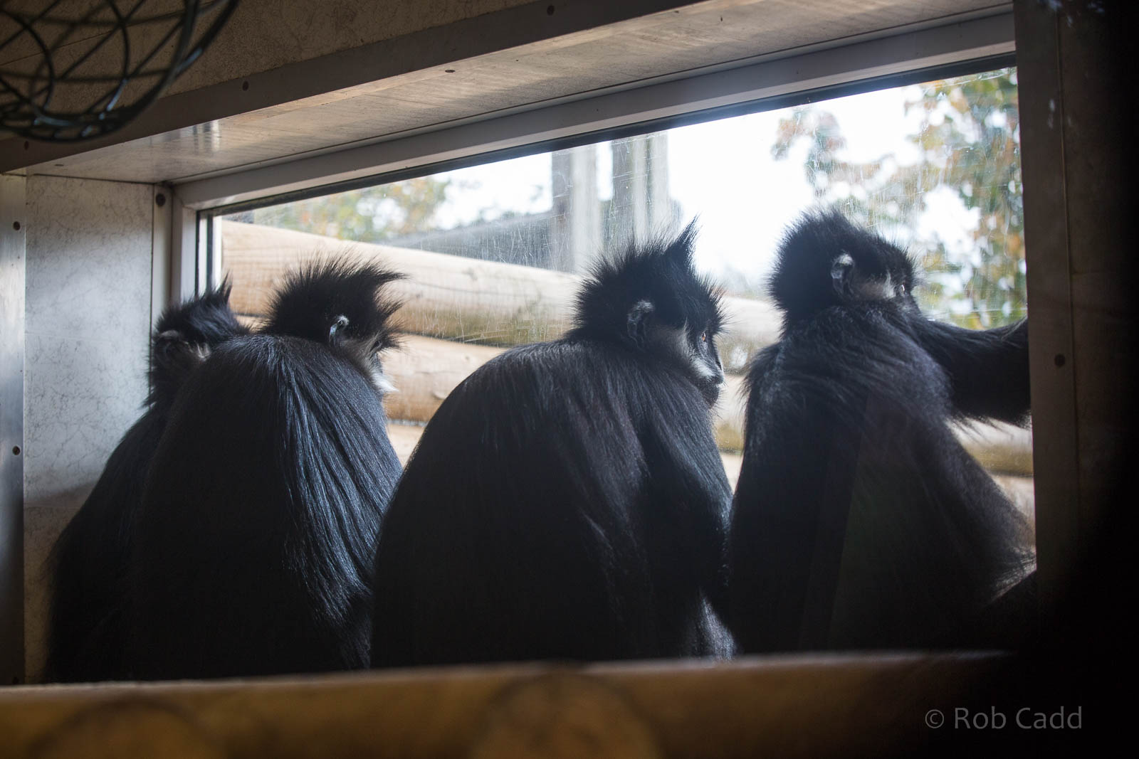 Francois langurs : Twycross : 03 Oct 2014