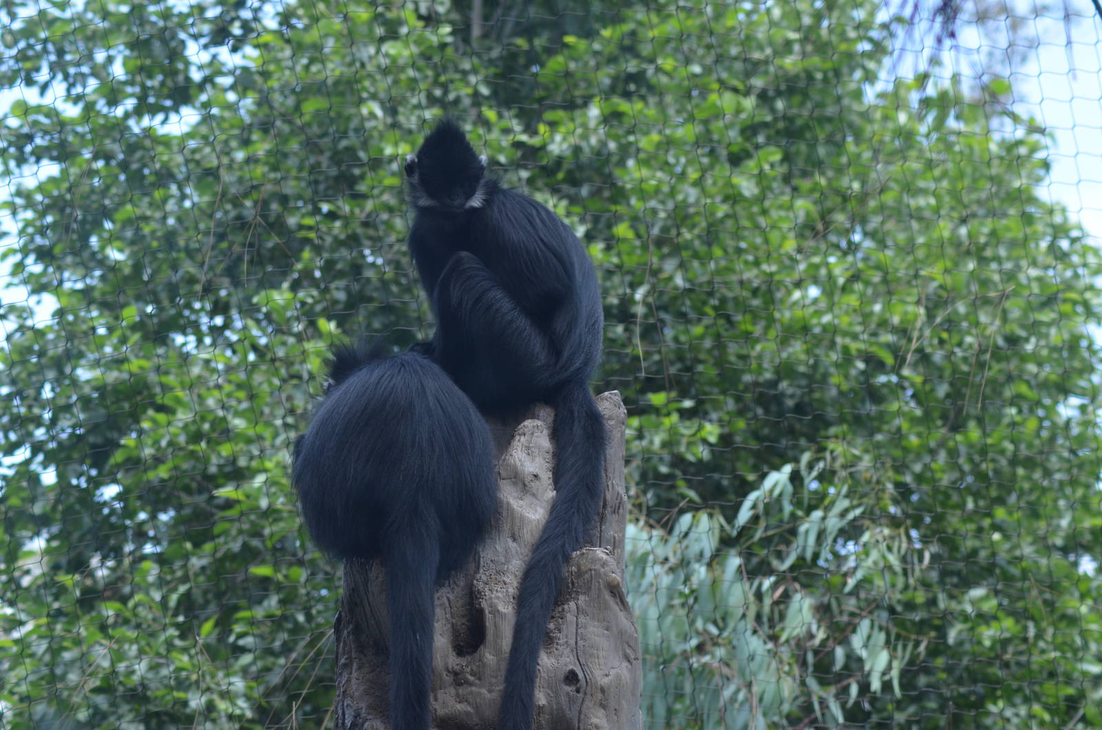 Francois' Langurs