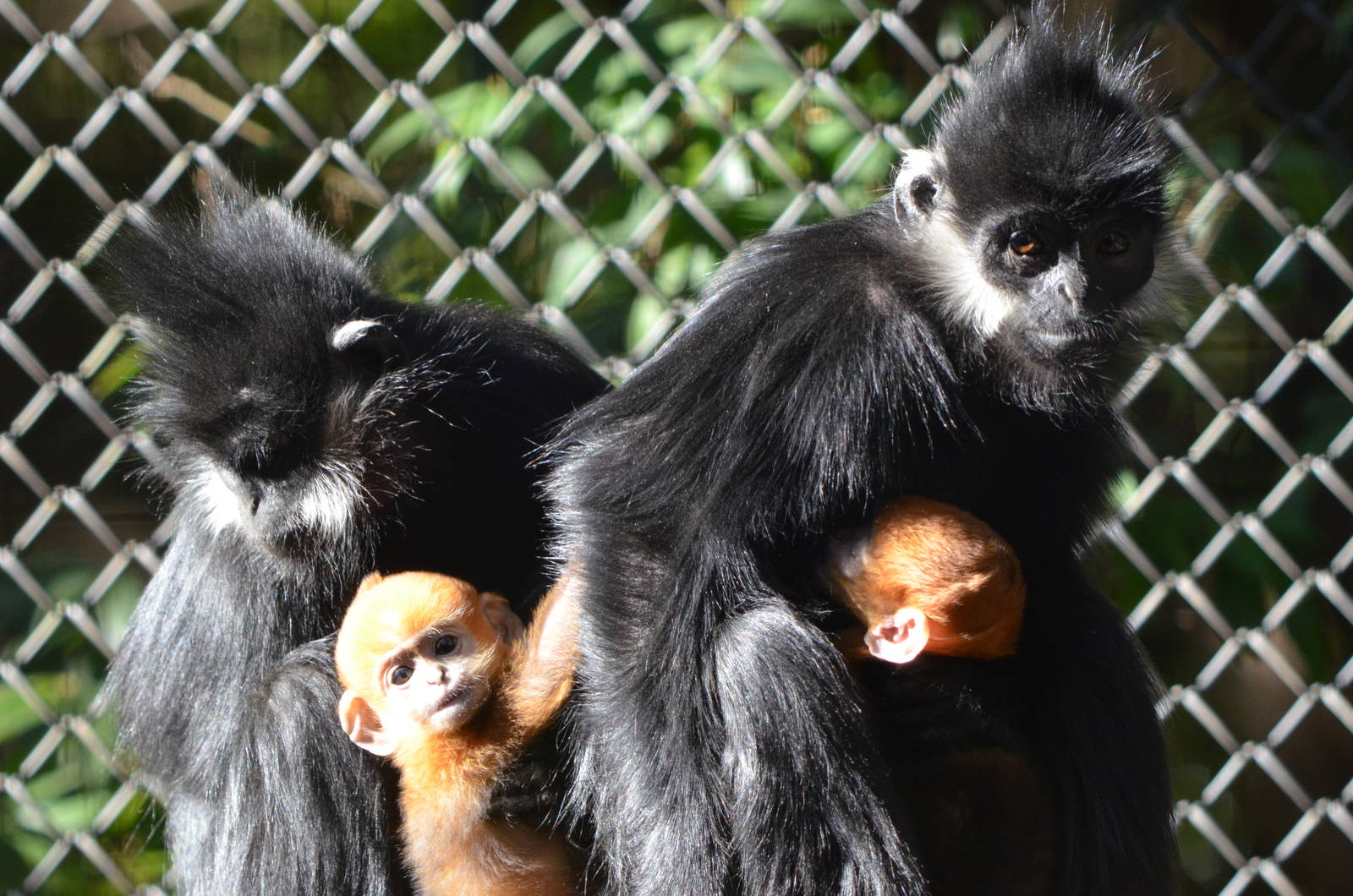 Francois langurs