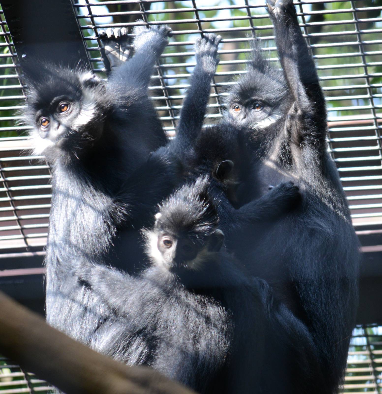 Francois langurs