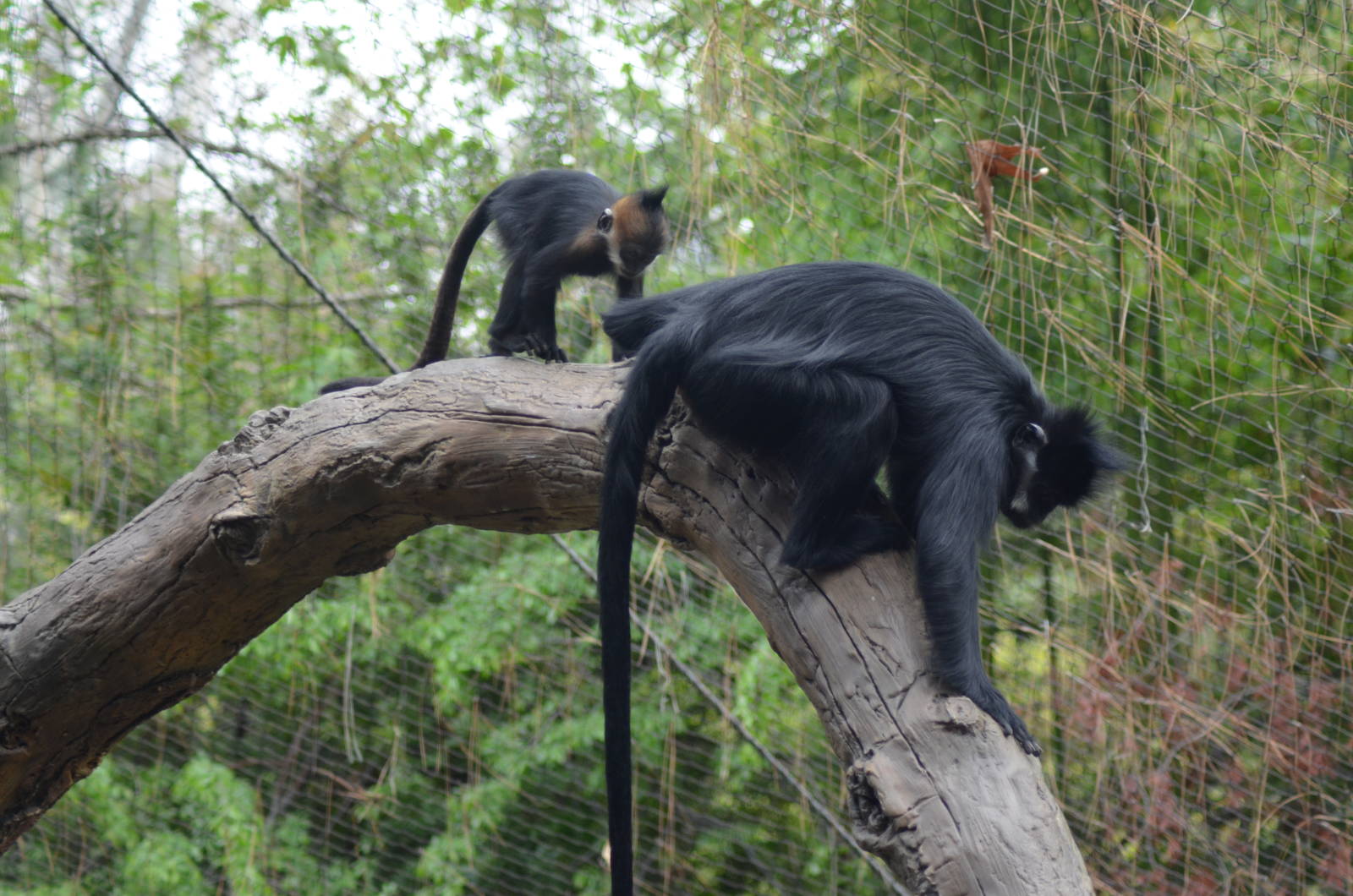 Francois Langurs