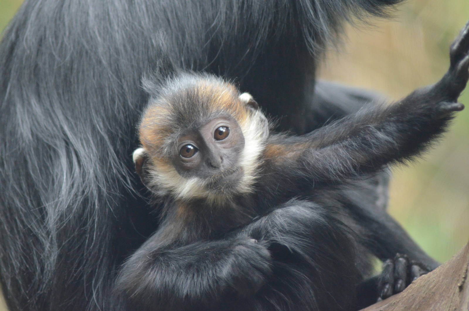 Francois Langurs