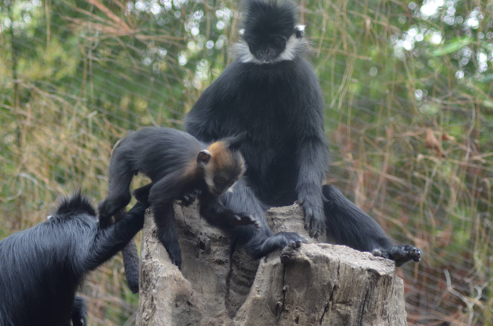 Francois Langurs