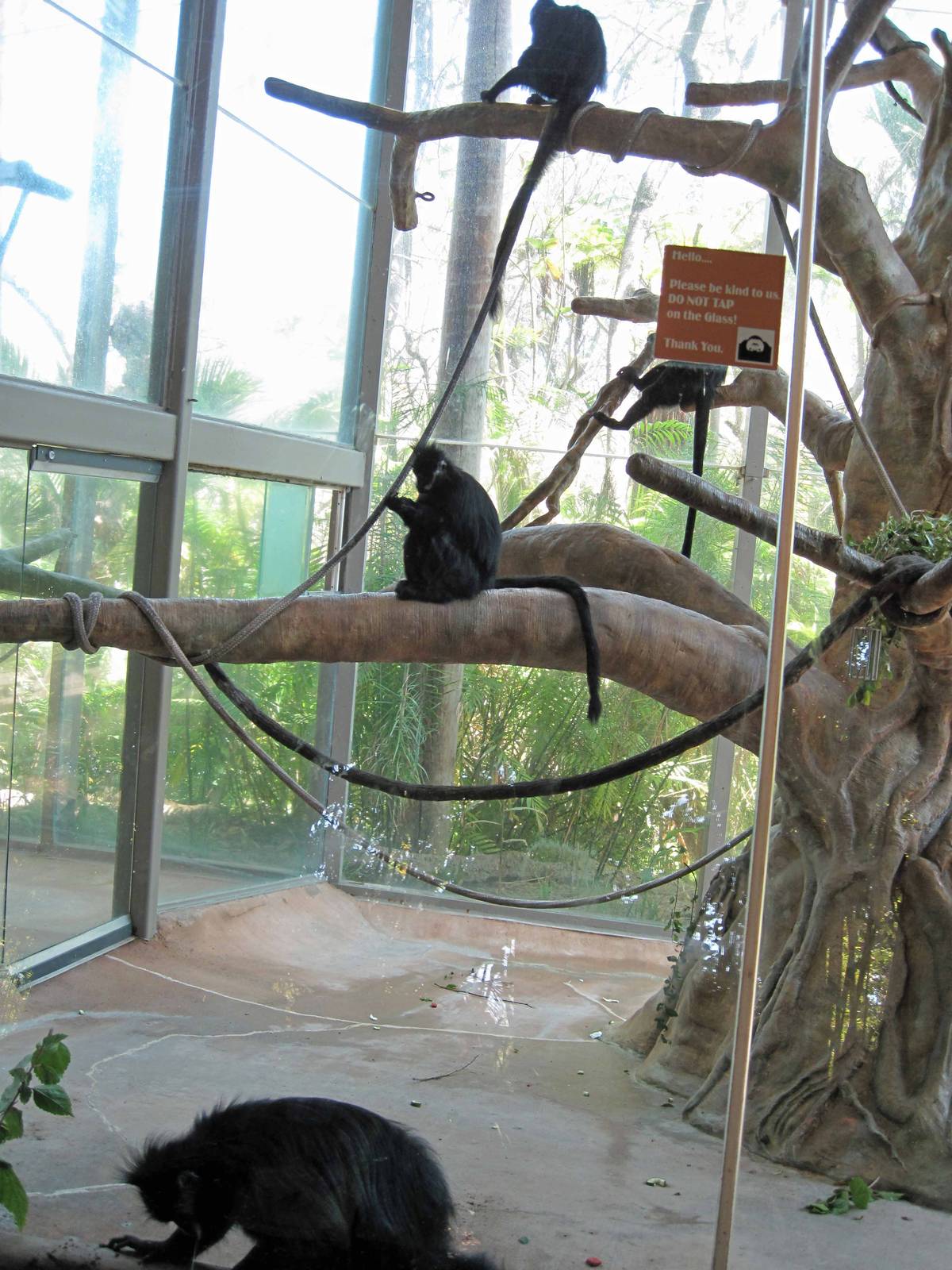 Francois' Langurs