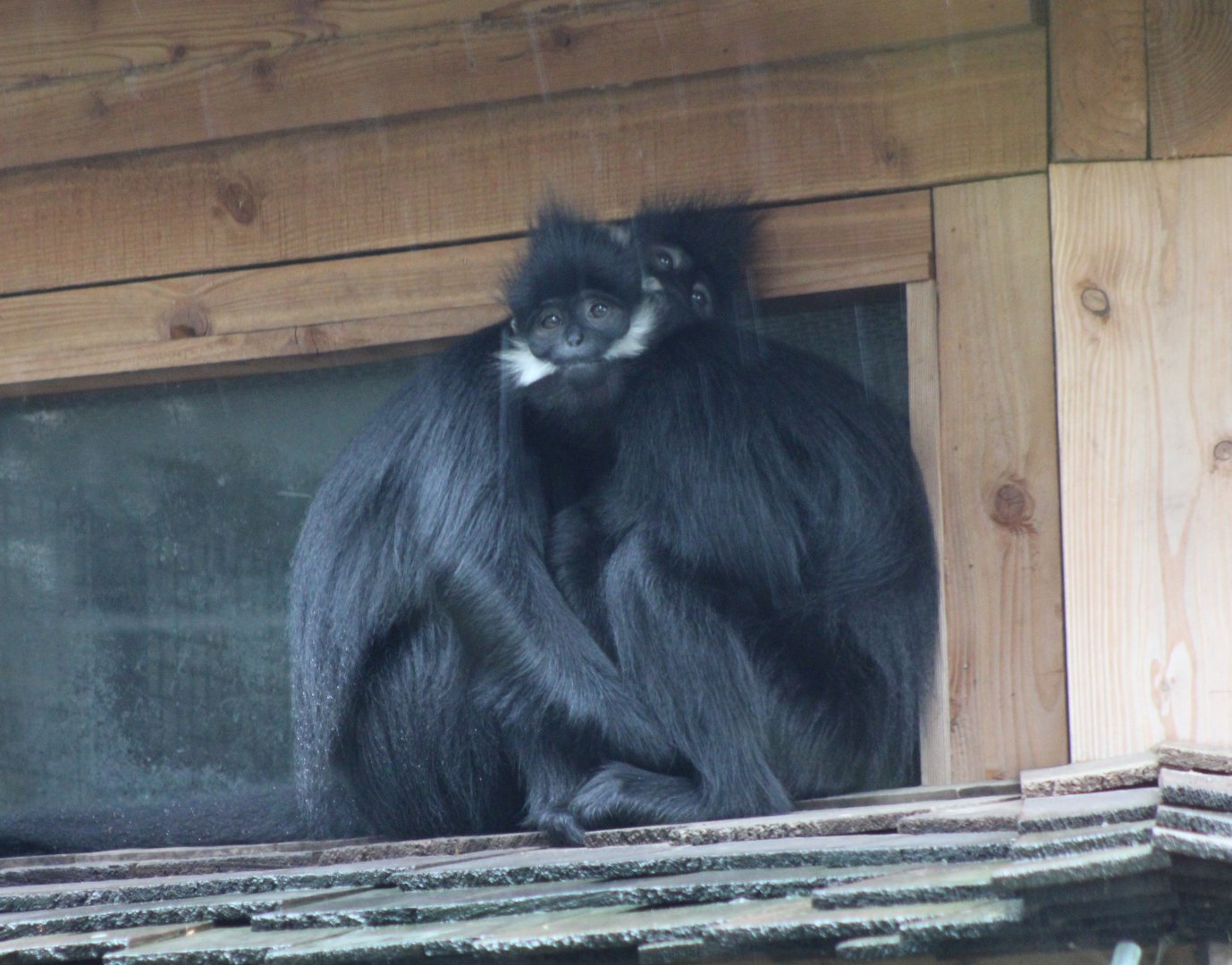 Francois langurs