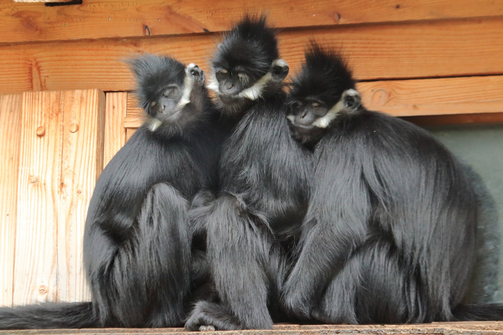 François' langurs