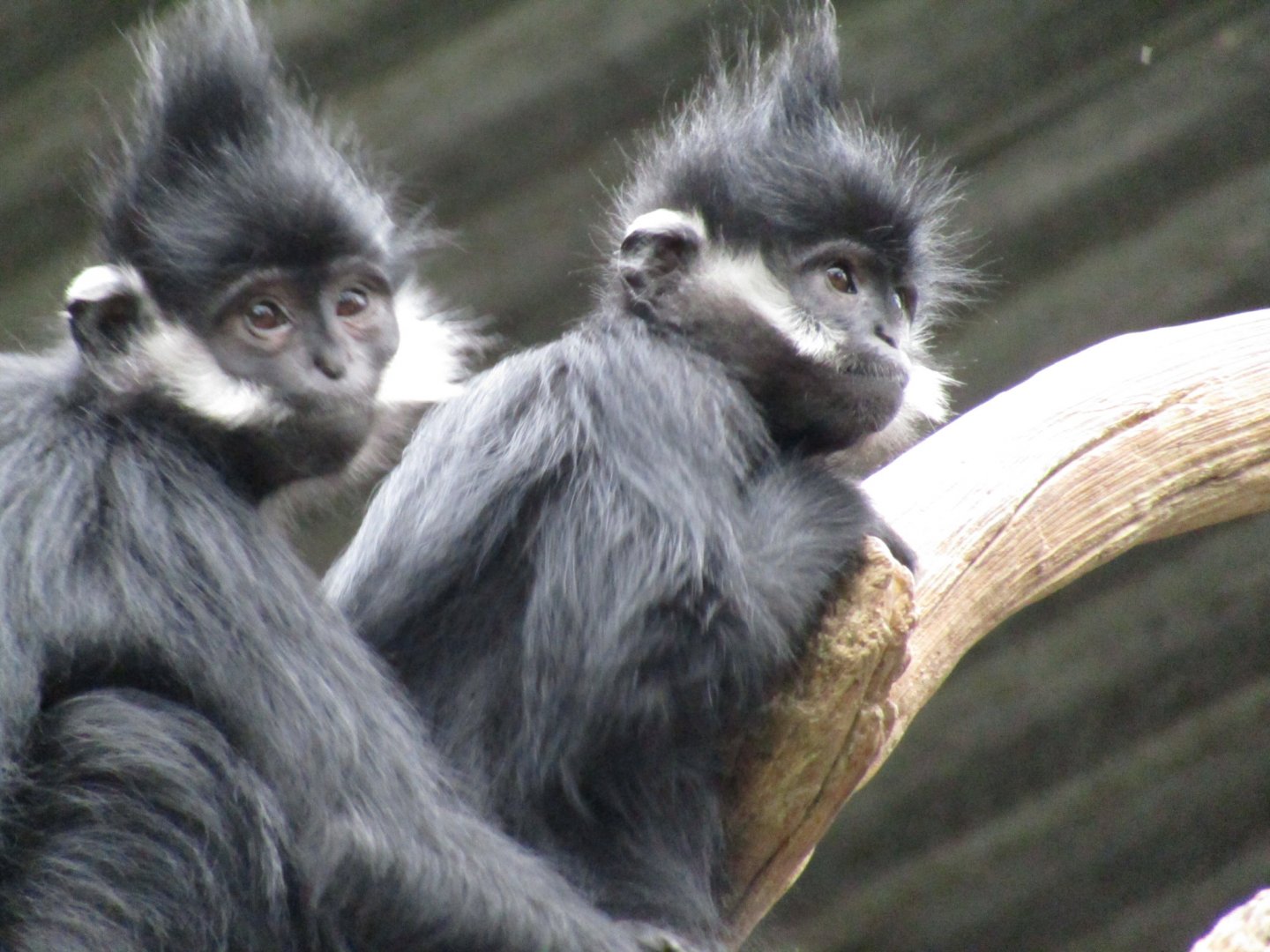 Francois Langurs