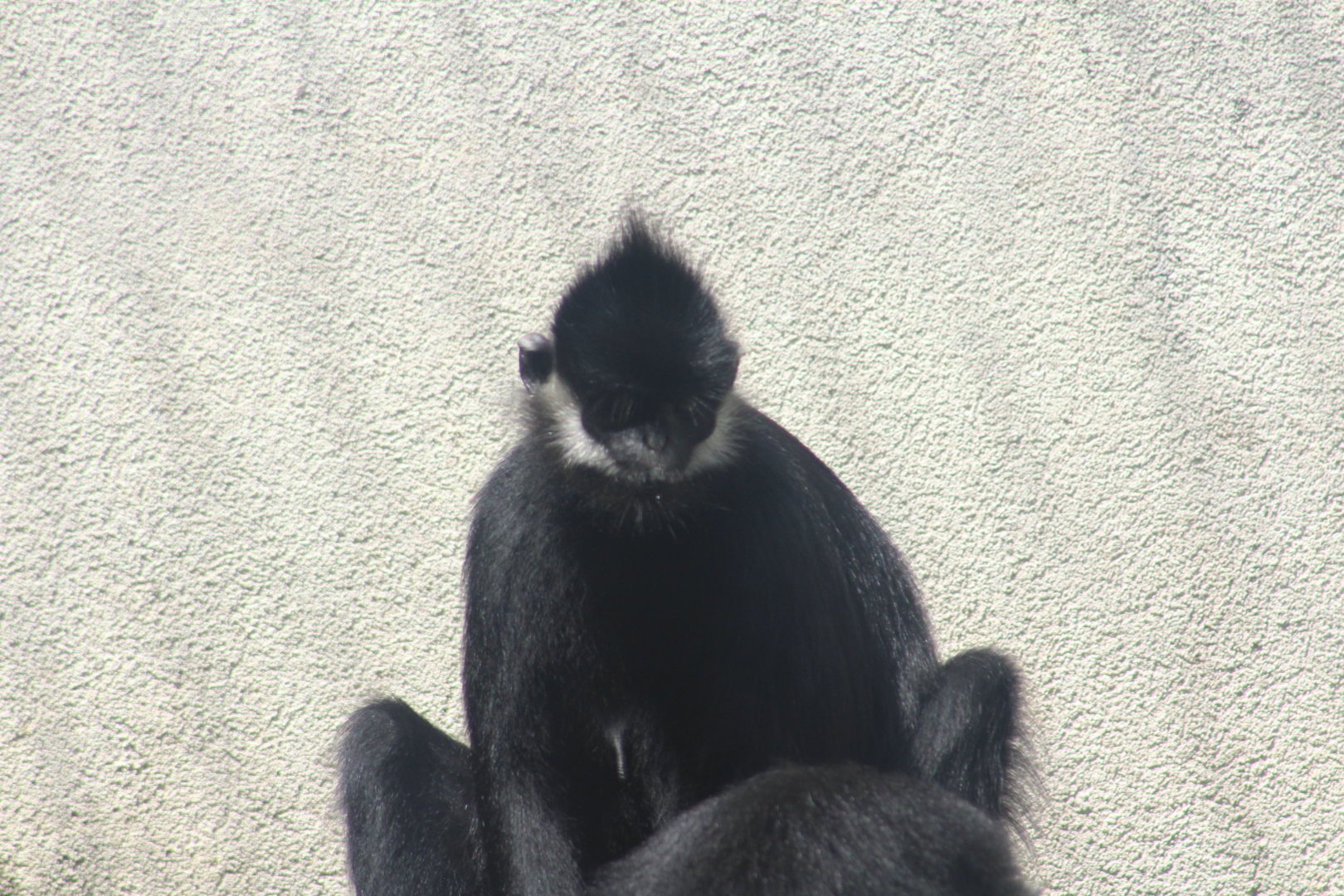 Francois langurs