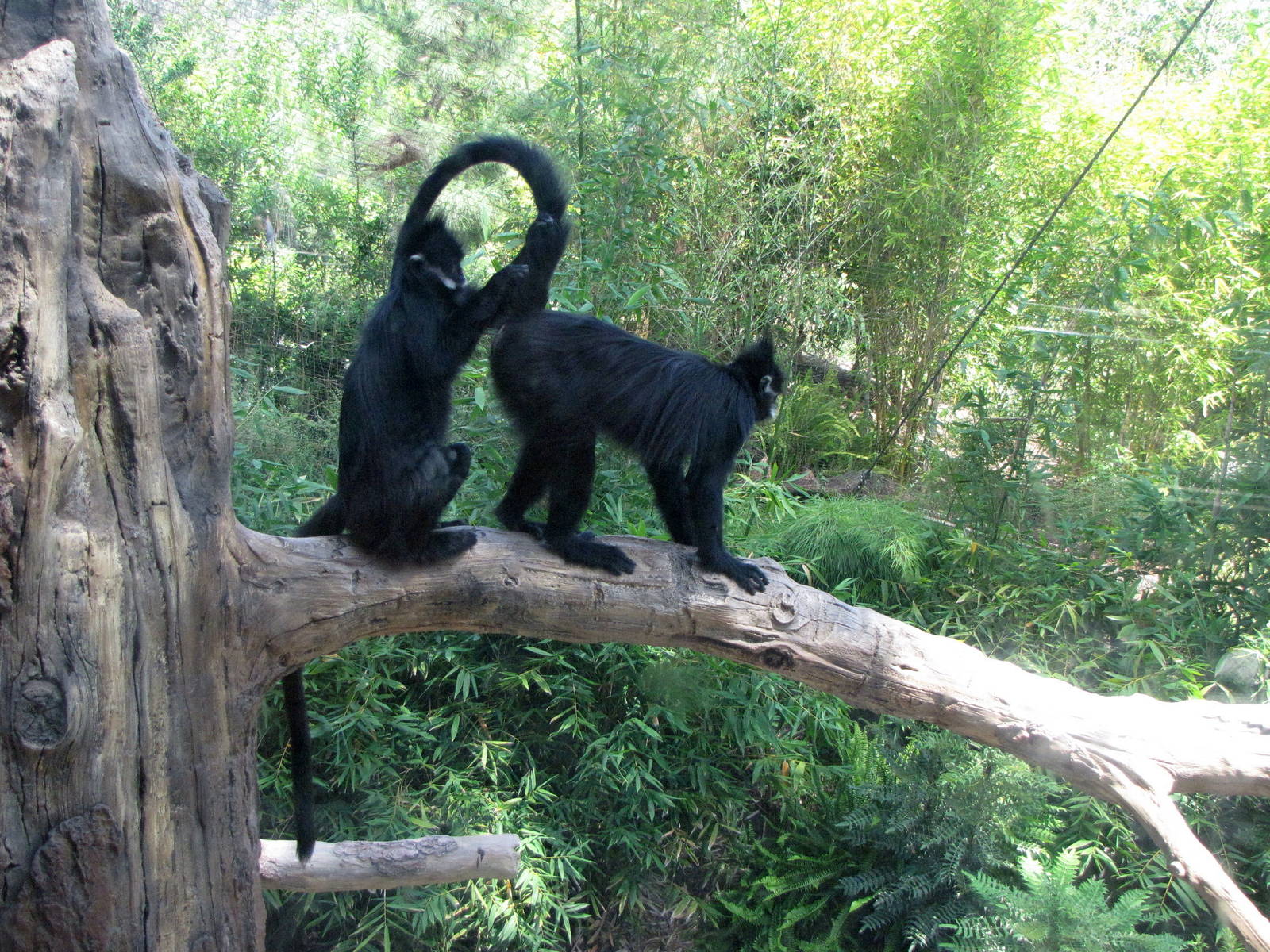 Francois' Langurs