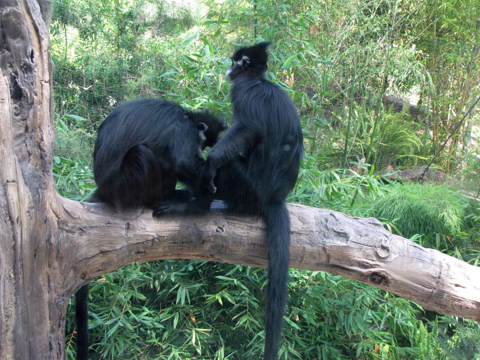 Francois' Langurs