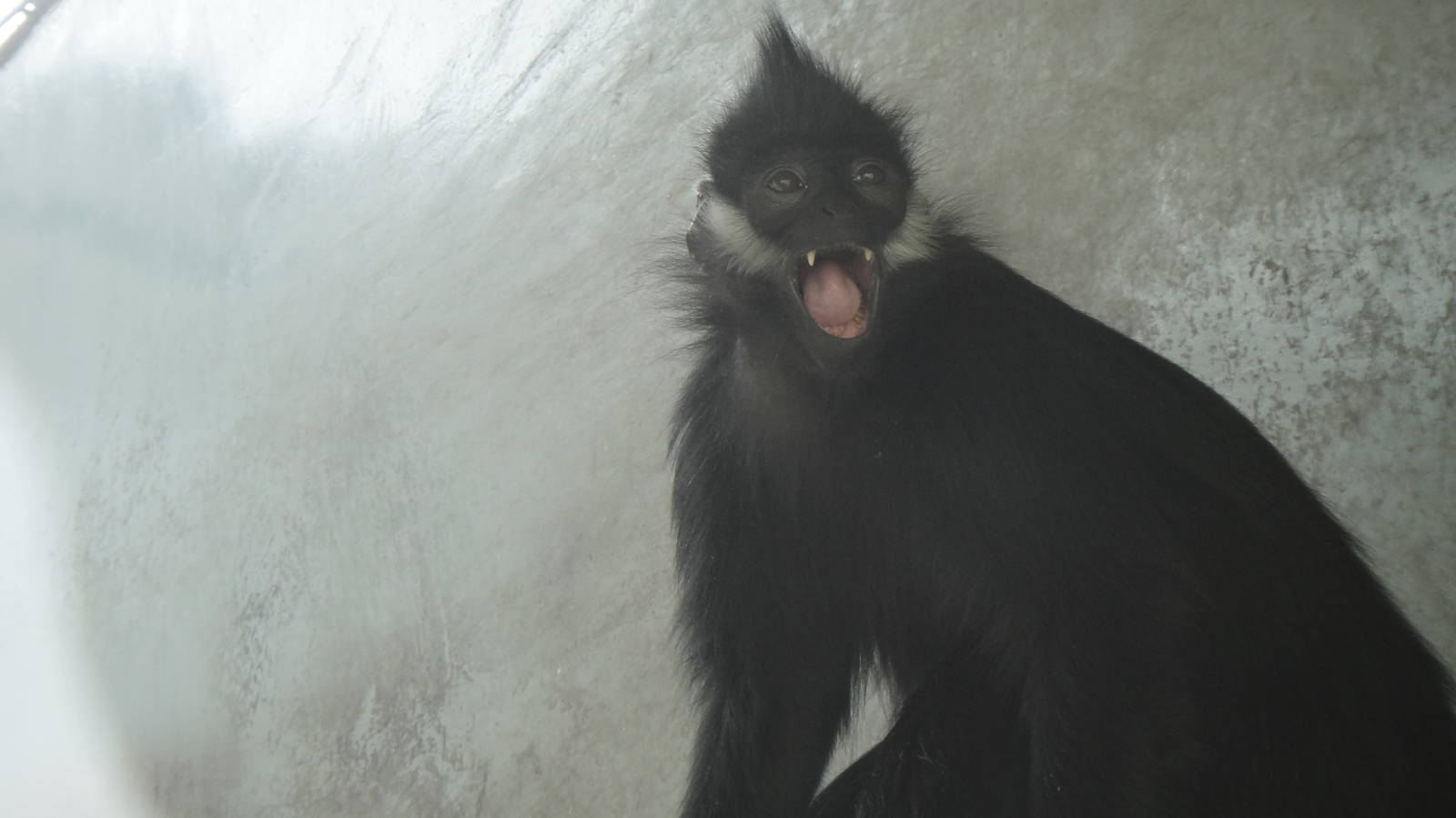 Francois' leaf monkey at Chengdu zoo 2013-3-24
