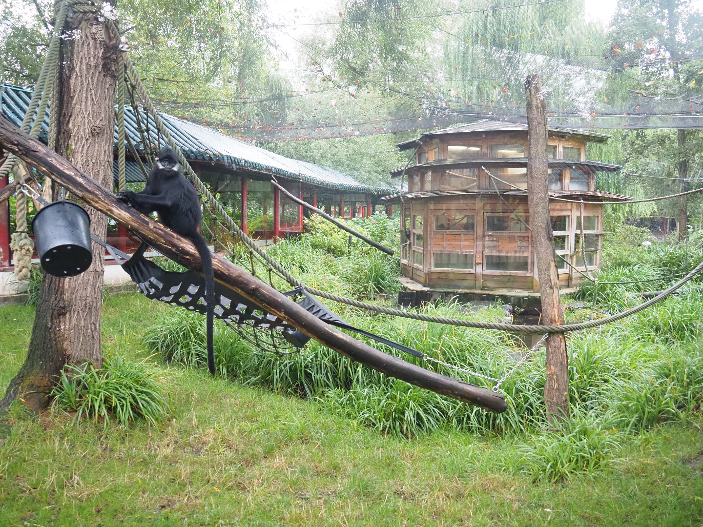 François' leaf monkey exhibit, 2022-09-14