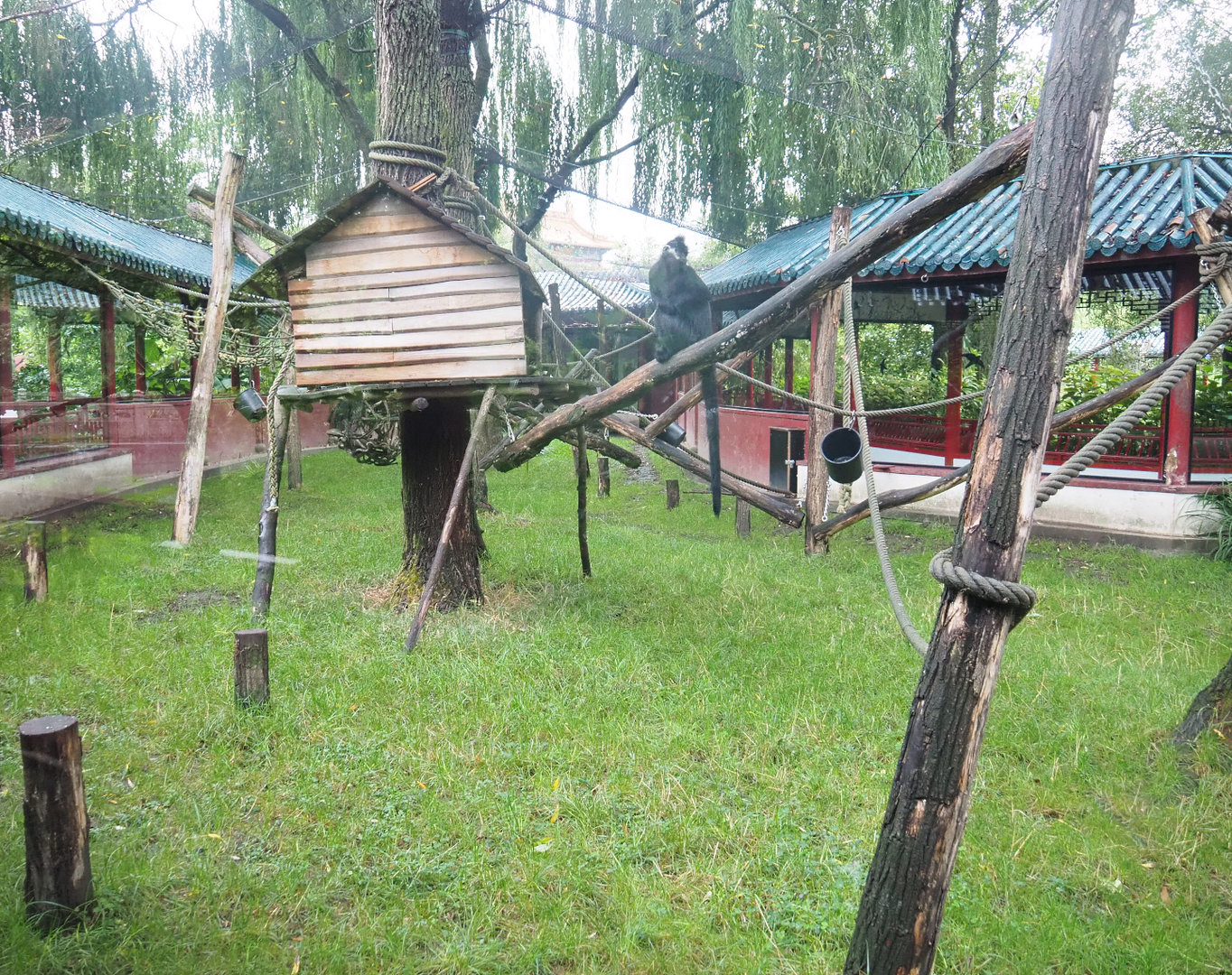 François' leaf monkey exhibit, 2022-09-14