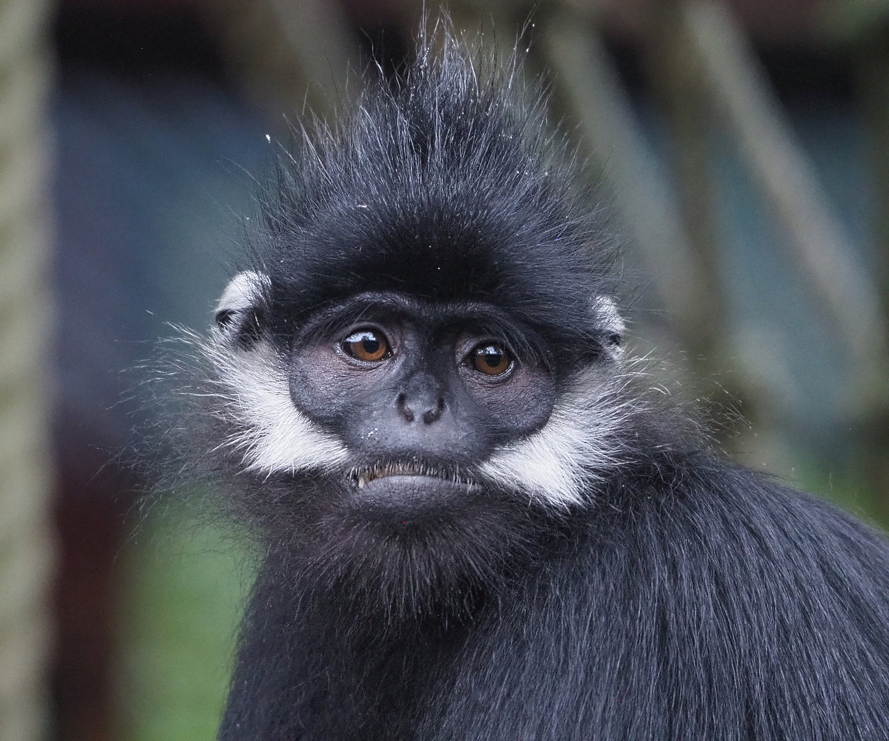 François' leaf monkey (Trachypithecus francoisi), 2022-09-14