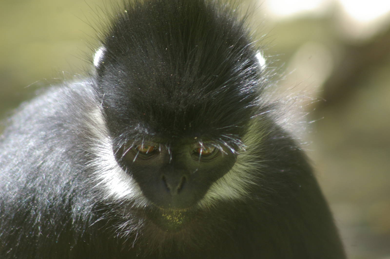 Francois leaf monkey (Trachypithecus francoisi)