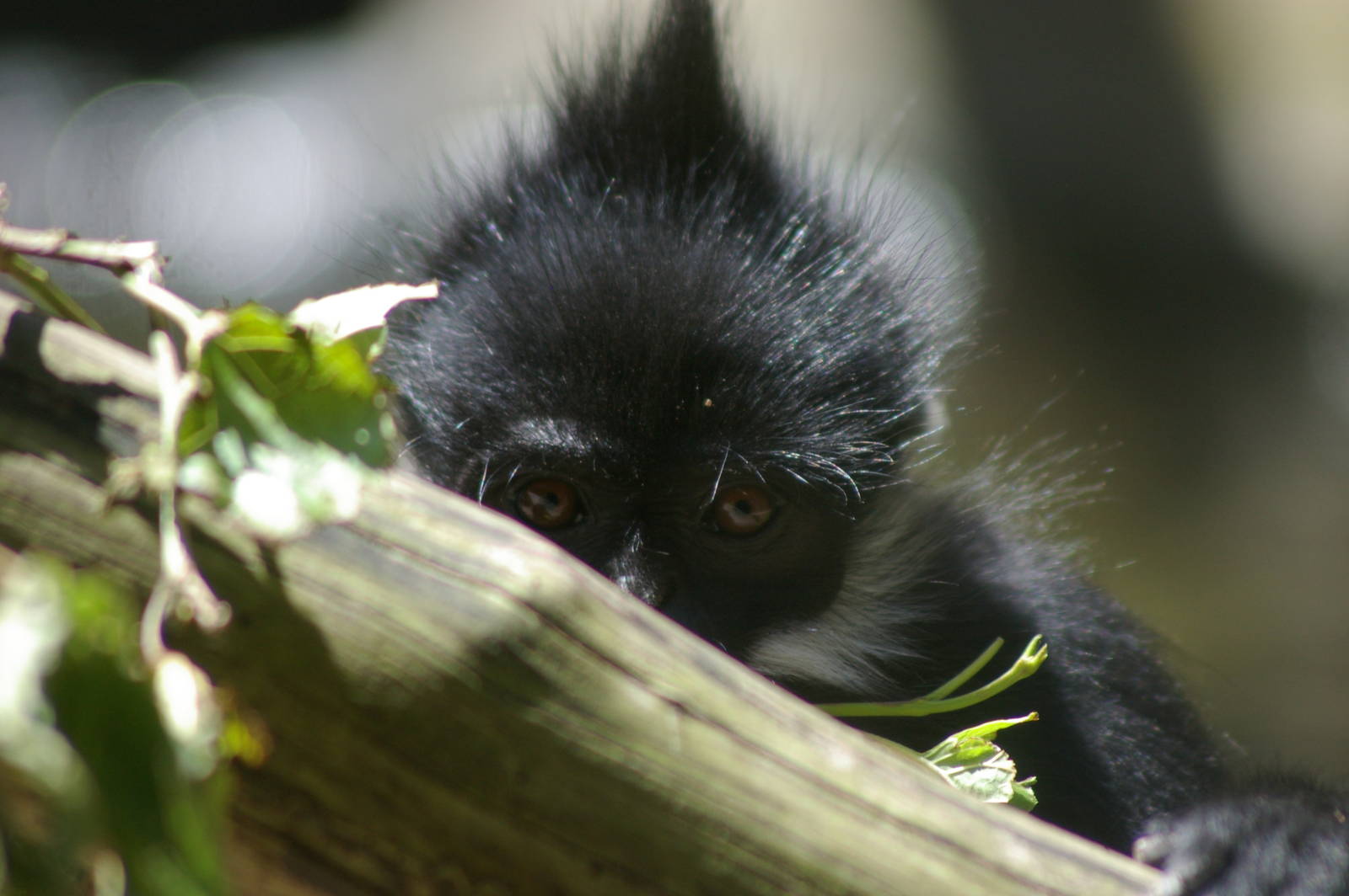 Francois leaf monkey (Trachypithecus francoisi)