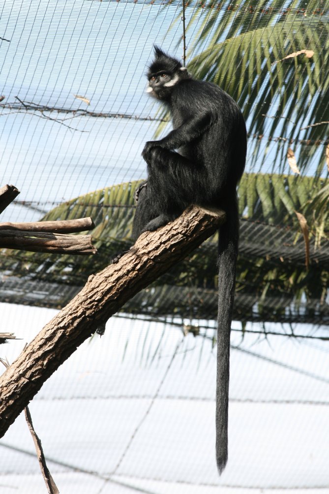 Francois Leaf Monkey