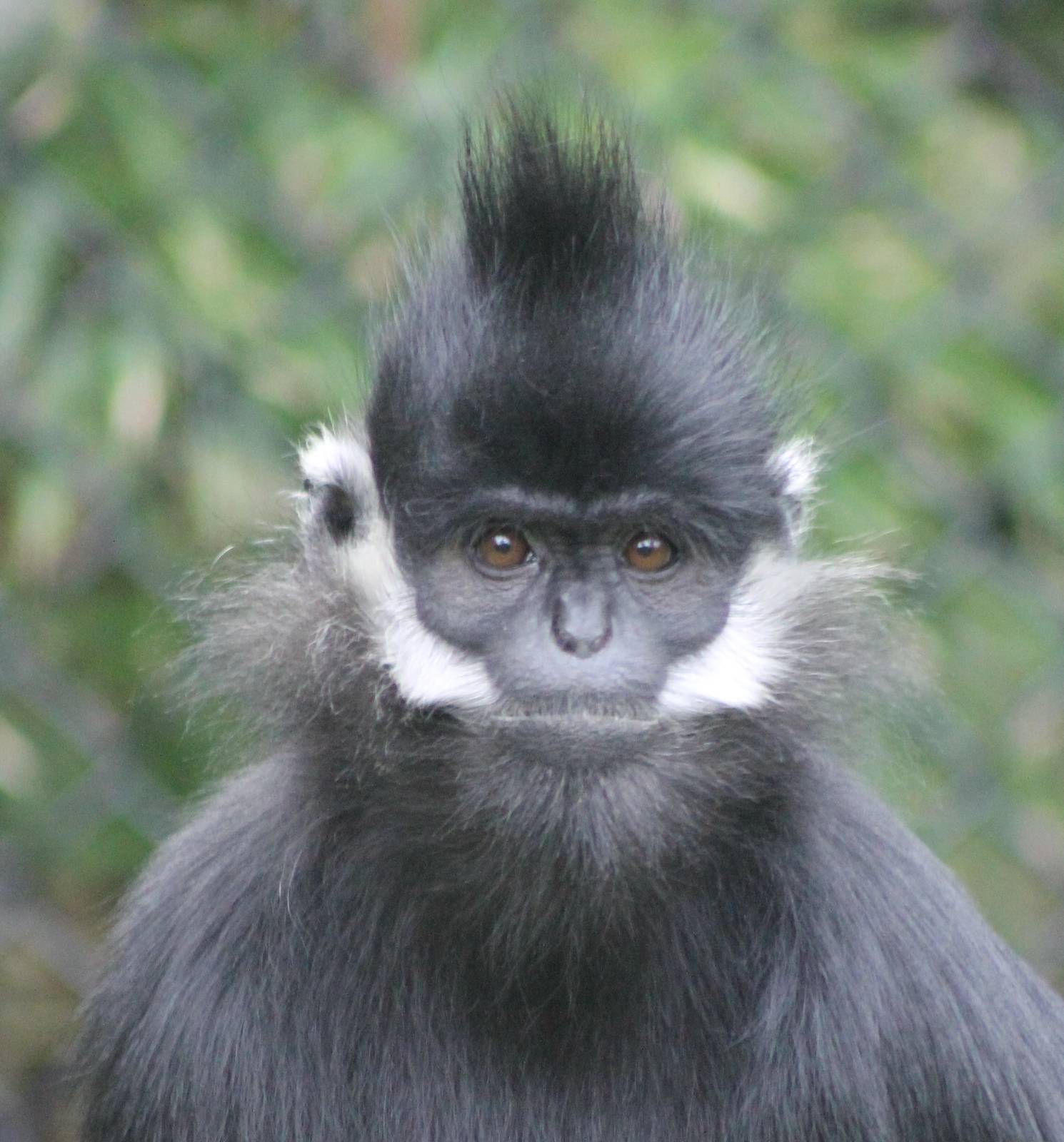 Francois leaf-monkey