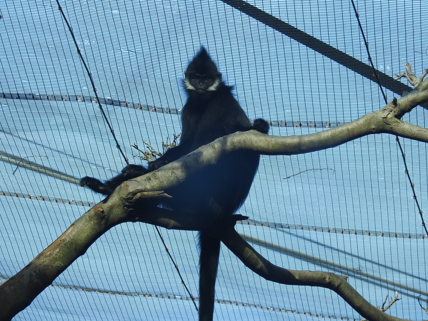 Francois' Leaf-Monkey