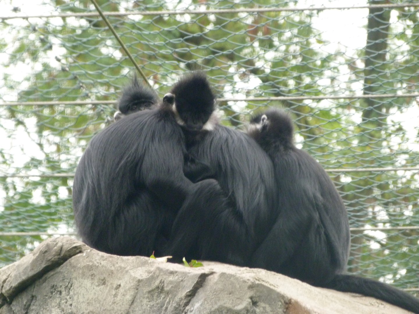 Francois' leaf monkeys -Tierpark Berlin (2024)