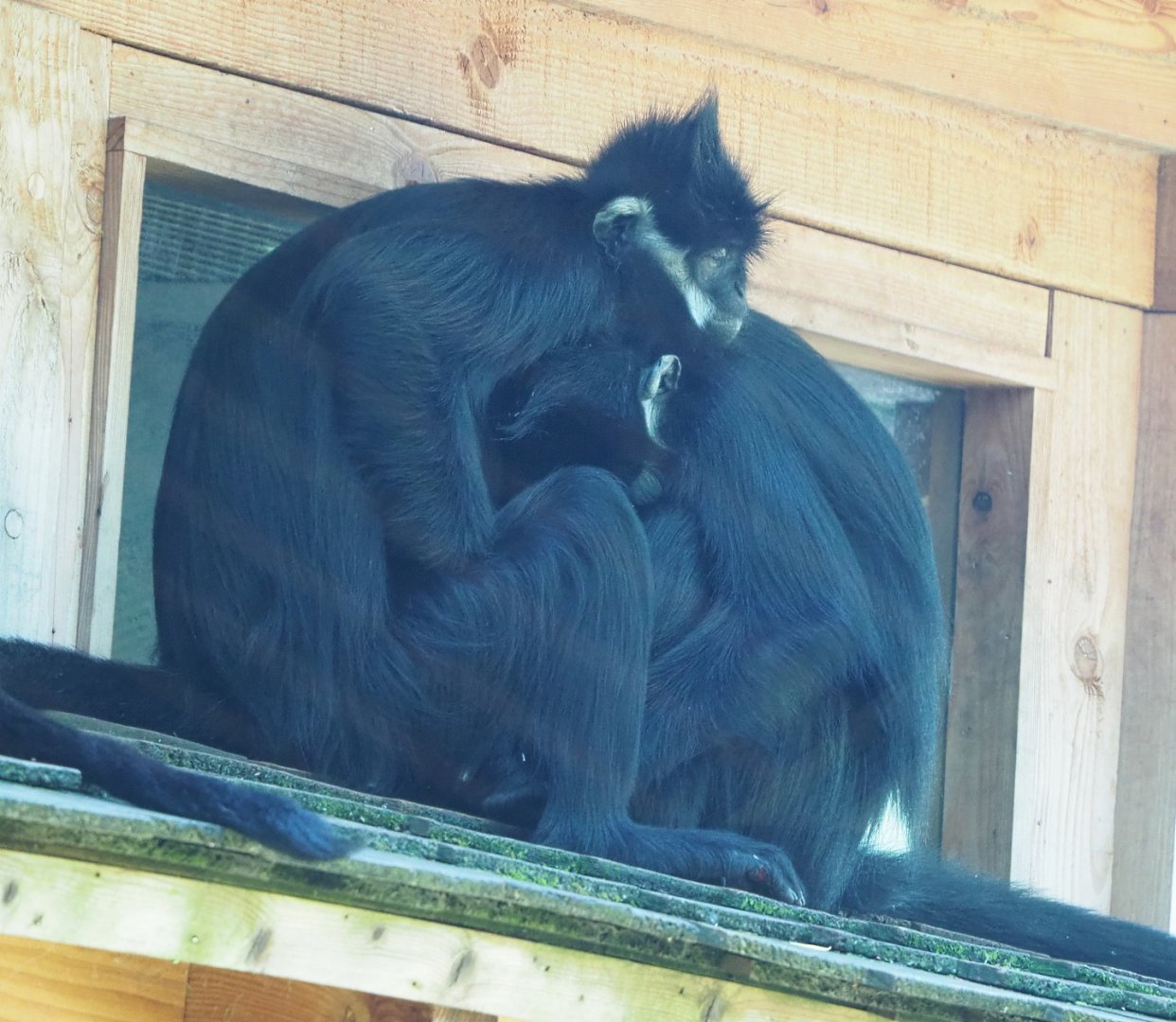 François' leaf monkeys (Trachypithecus francoisi), 2022-06-28