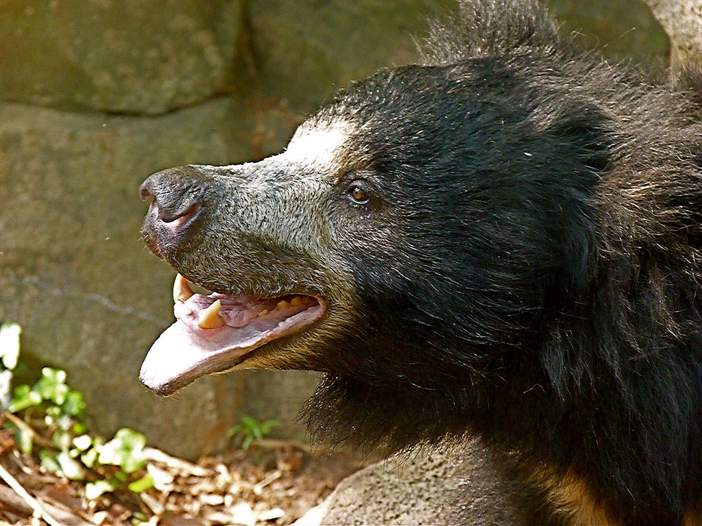 Francois, Male Sloth Bear