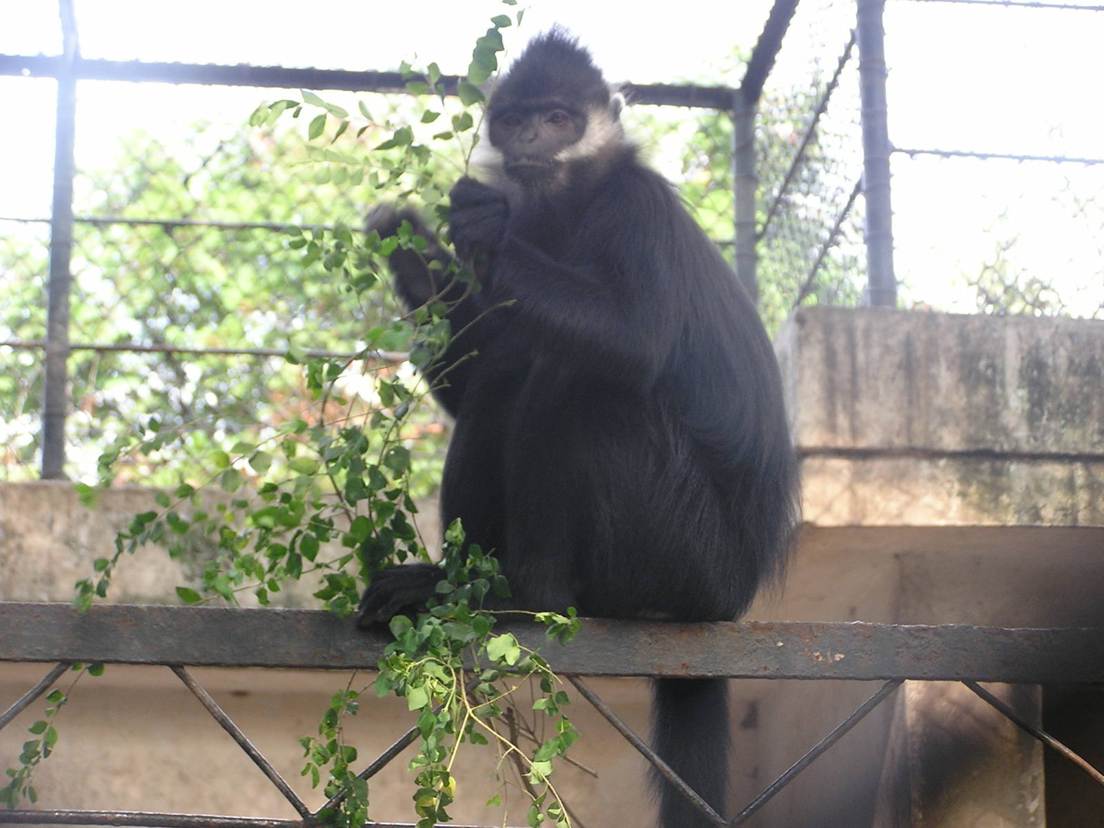 Francois` monkey/ Trachypithecus francoisi
