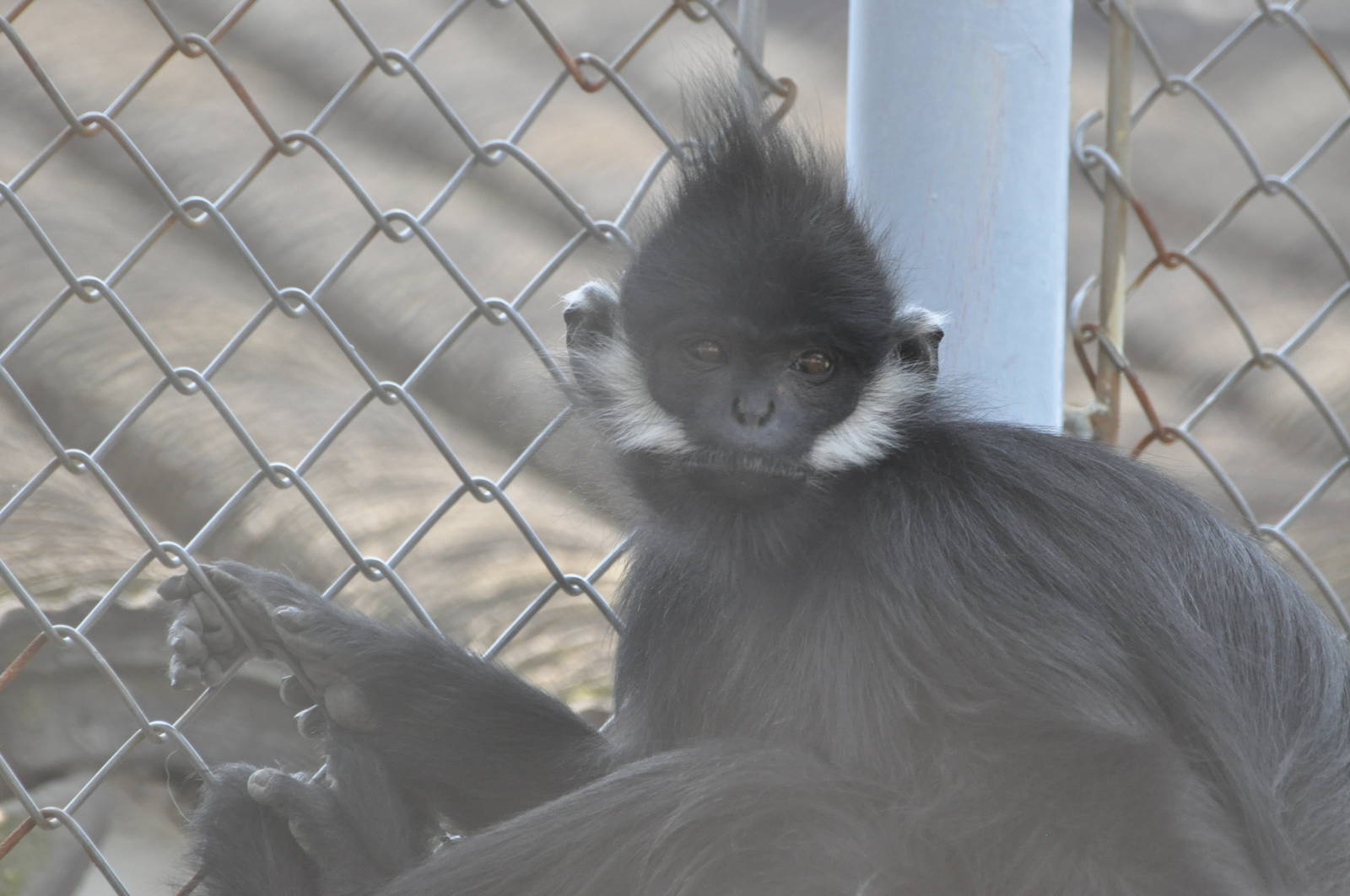 Francois` monkey/ Trachypithecus francoisi